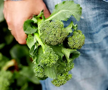 What to harvest, plant and sow in the garden in August