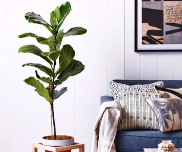 Top 10 indoor plants for a busy household
