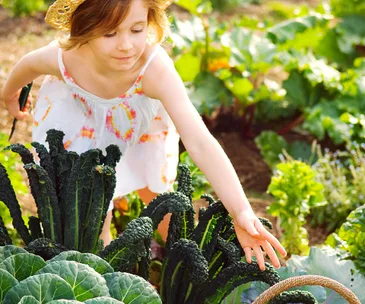 What to harvest, plant and sow in the garden in November