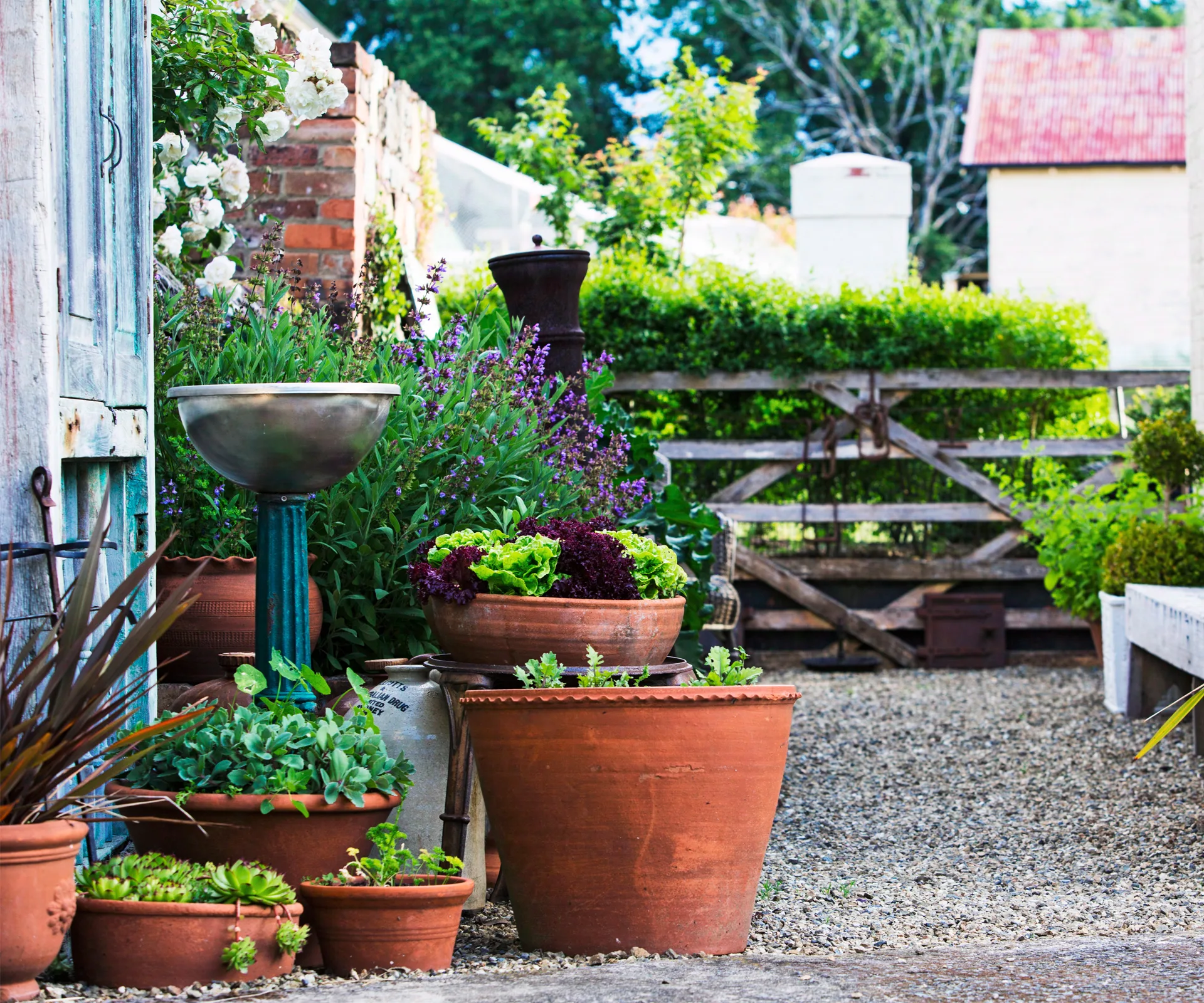 Here’s what to plant, harvest and sow in the garden this November