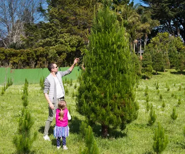 Misa Christmas Tree Farm gives us their top tips for tree care