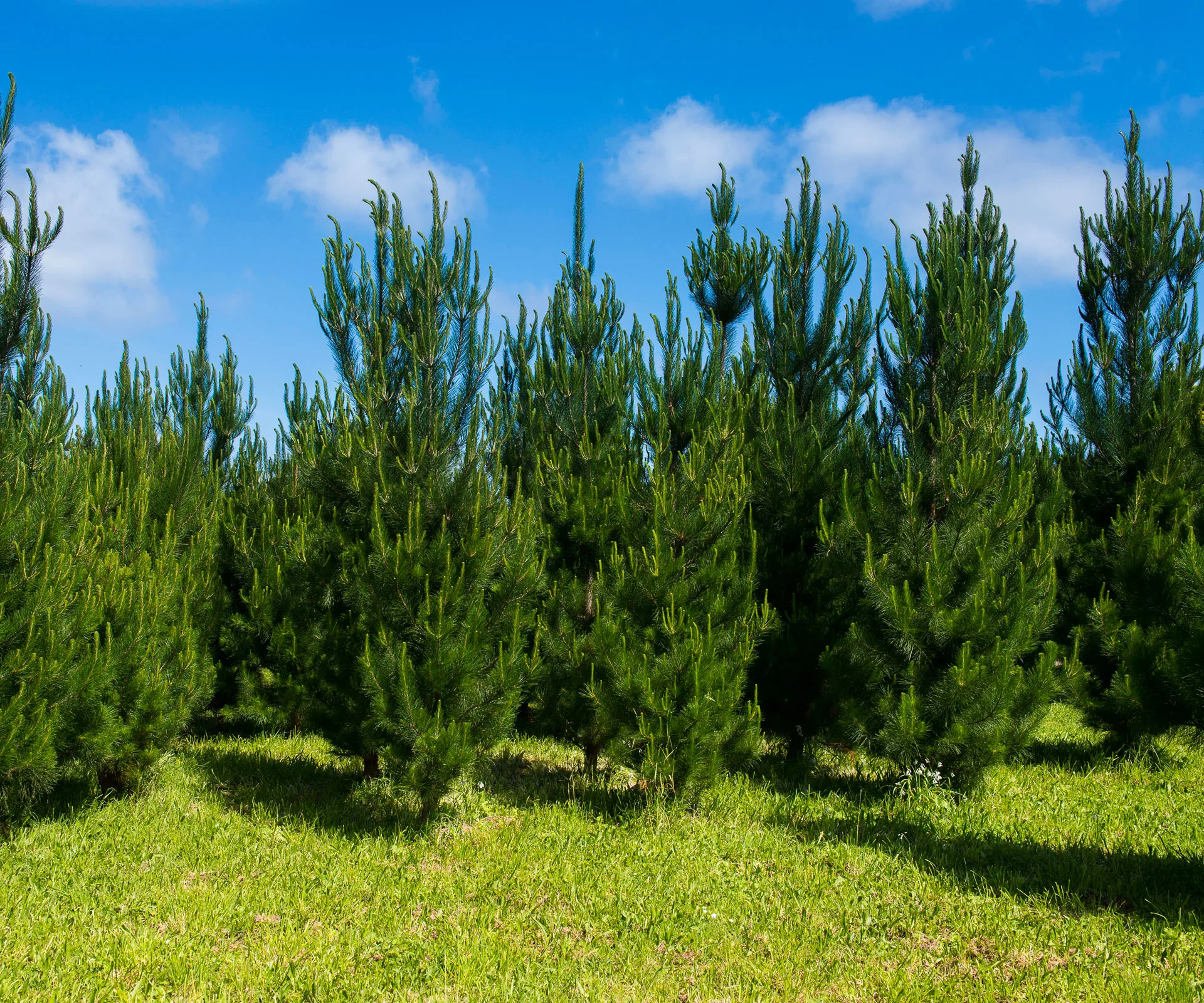 trees