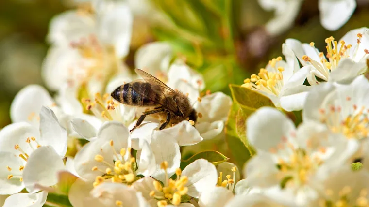 Bee on a flower.