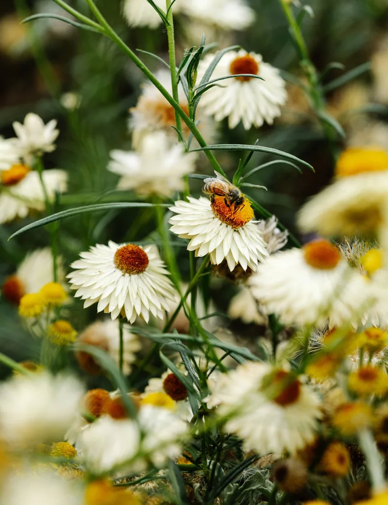 Bee sitting on flat flower