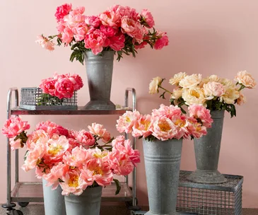 Everything you need to know about peonies