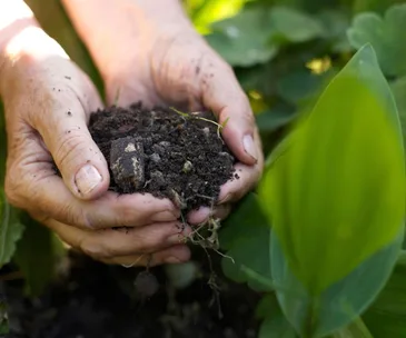 How to start your own compost garden at home