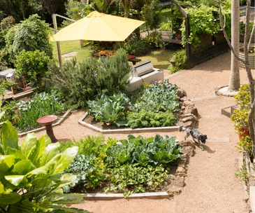 Life is sweet in this Waiheke garden that features a touch of Italian flair