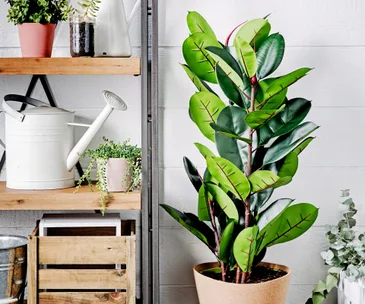 8 tips for keeping your plants alive while you’re on holiday