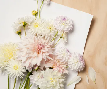 All about February’s flower of the month: Dahlias