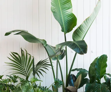 How to create your own little jungle with these lush indoor plants