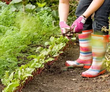 What to harvest, plant and sow in the month of March