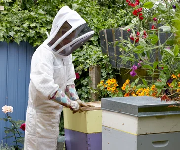 An overgrown East Auckland garden is now an oasis filled with birds and bees