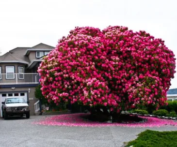 100-year-old rhododendron bush brings fame to small Canadian town