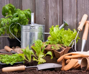 Your bonus guide for what to harvest, plant and sow in June