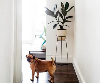 13 common house plants that can be toxic to your pets