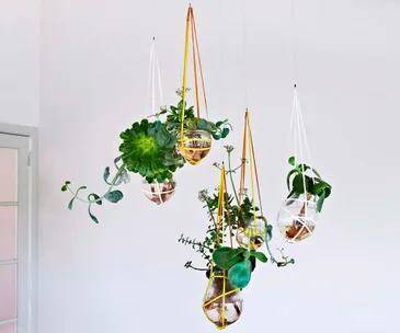 Our top 10 indoor hanging plants that are hard to kill