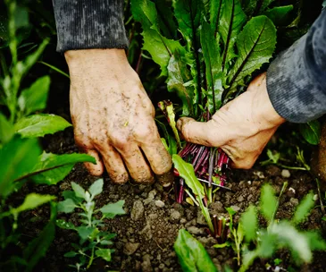 What to harvest, plant and sow in the garden during July