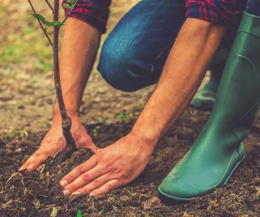 Your bonus guide to gardening and rose care in June