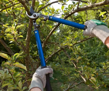 Tend to your garden like an expert with this pruning guide and checklist
