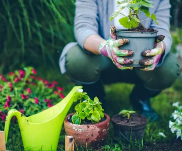 Your August gardening checklist and daffodil care guide