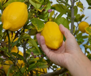 Your guide for what to harvest, plant and sow in August