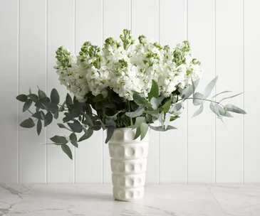Stock flowers: Everything you need to know about this sweet little bloom