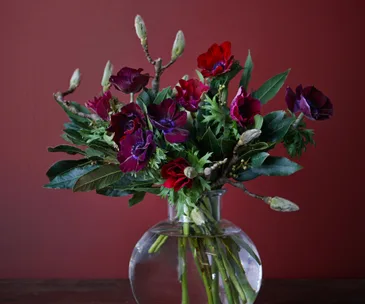 Anemone: Everything you need to know about these trendy flowers