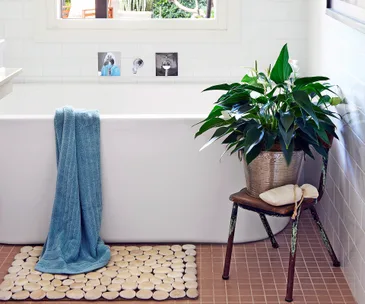 10 indoor plants that are perfect for your bathroom