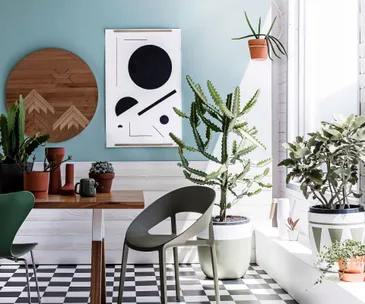 8 of the best air purifying indoor plants for your home