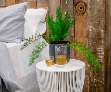 8 of the best indoor plants to make a statement in your home