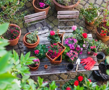 Easy spring gardening tips and tricks for beginners