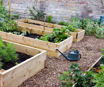 What vegetables you should plant in your garden this October