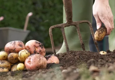 This is what you should be doing in your garden this October