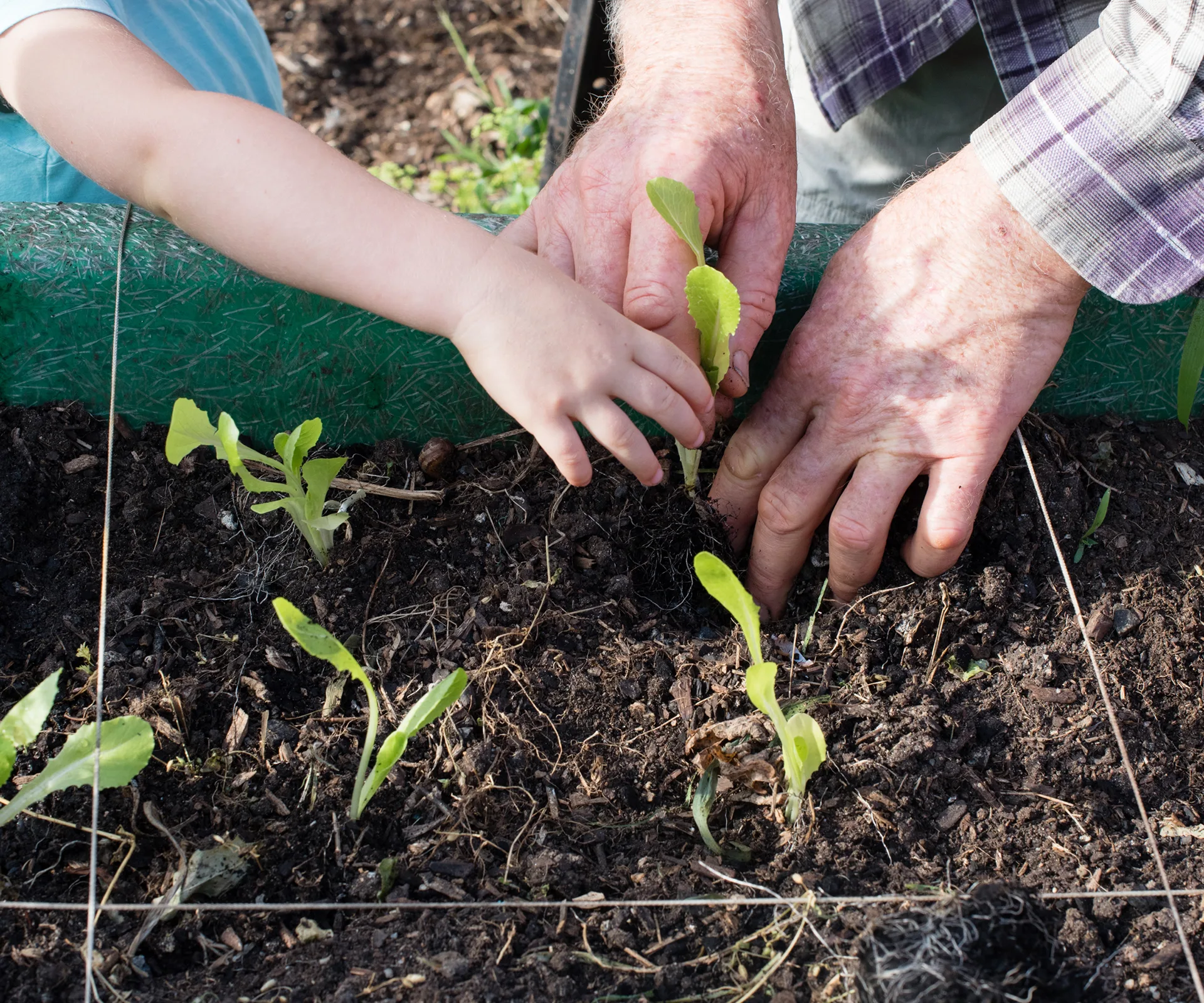 planting-seddlings