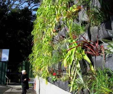 An expert’s guide to planting your own green living wall