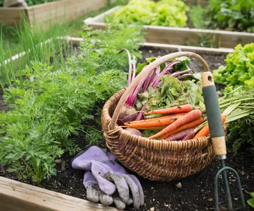 The best vegetables to plant in your garden in November