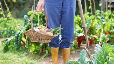 The best vegetables to plant in your garden in February
