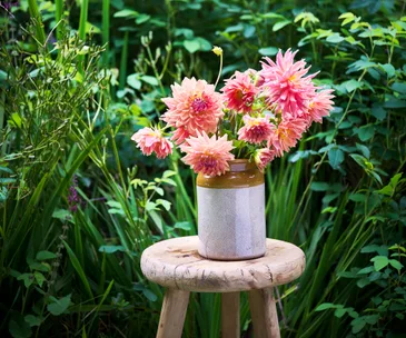 Dahlias: Everything you need to know about our favourite retro flower