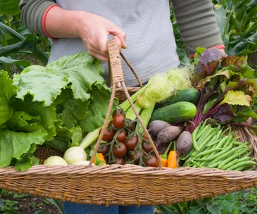 Here are all the garden tasks you should be doing this August