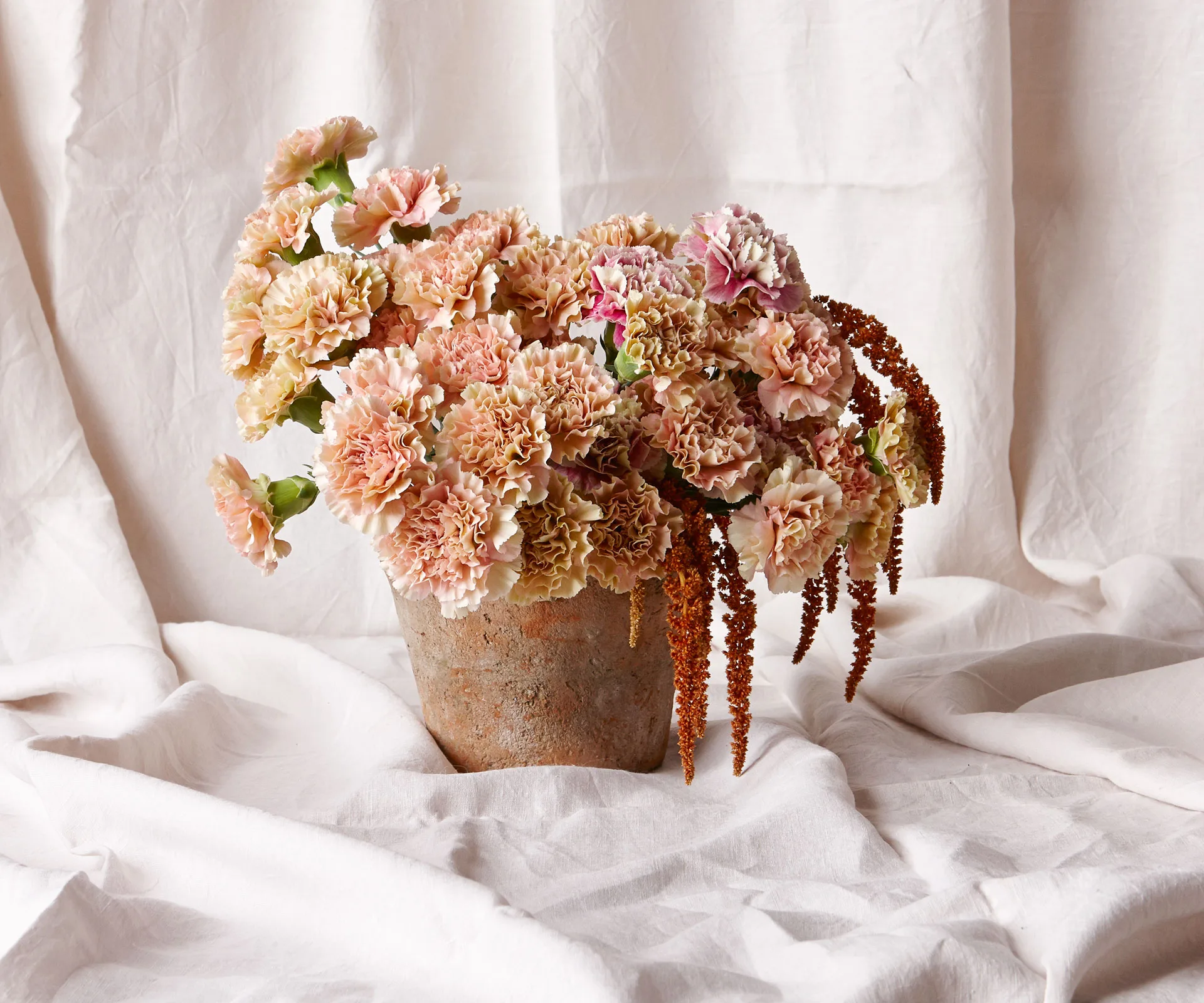 Carnations: Everything you need to know about these frilly flowers