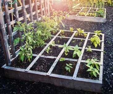 The best vegetables to plant in your garden in March