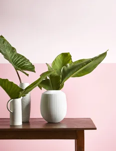 Allium Interiors