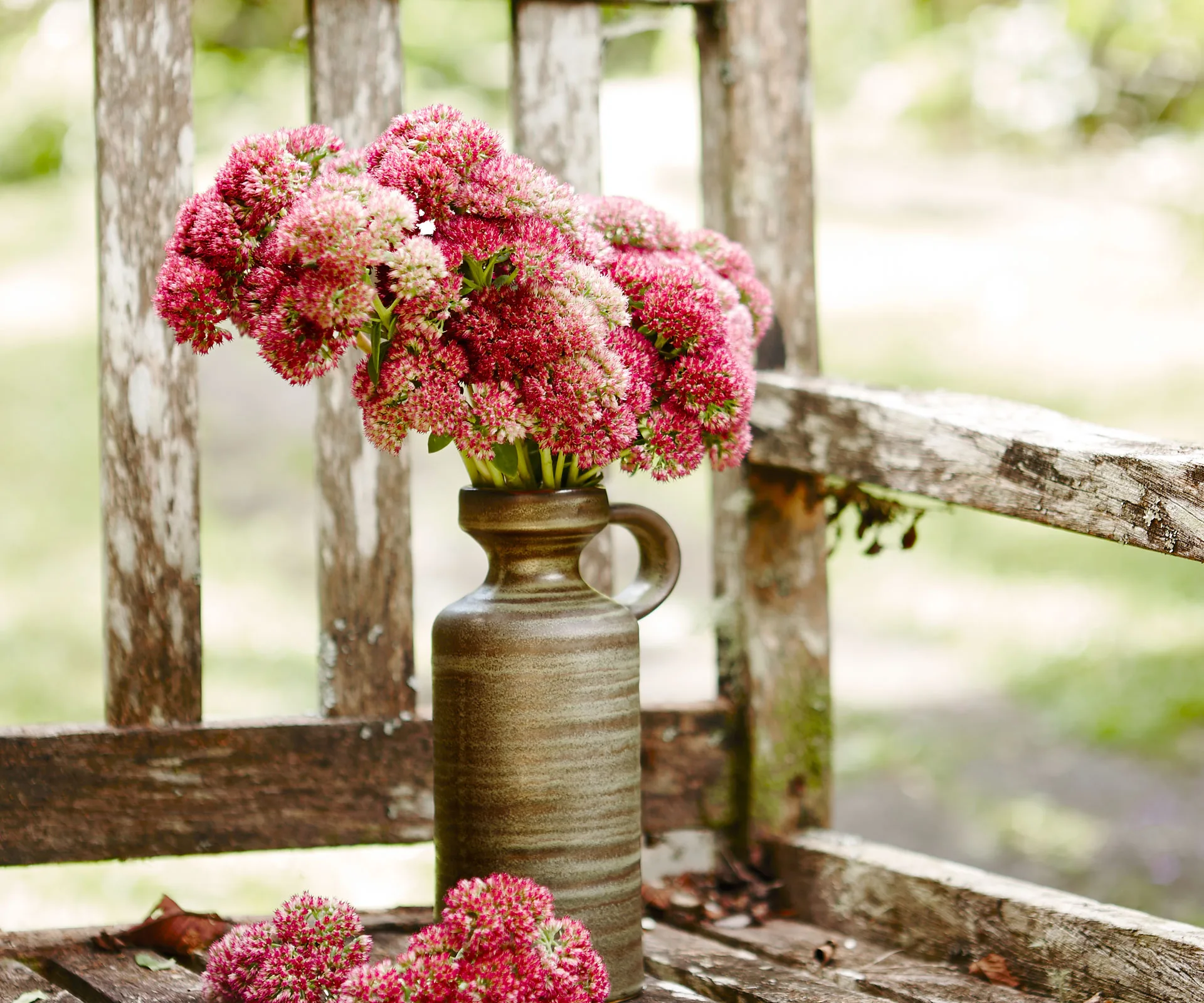 Sedum blossoms: the fluffy flowers that will add warm texture to your home