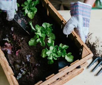 These are the best vegetables to plant in your garden this March