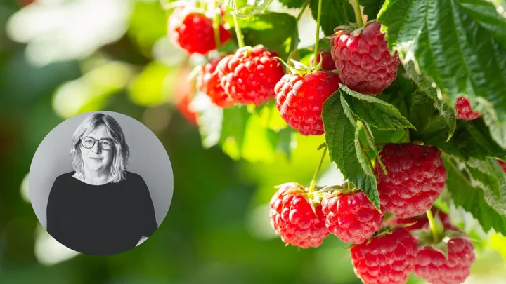 The best vegetables to plant in your garden this May