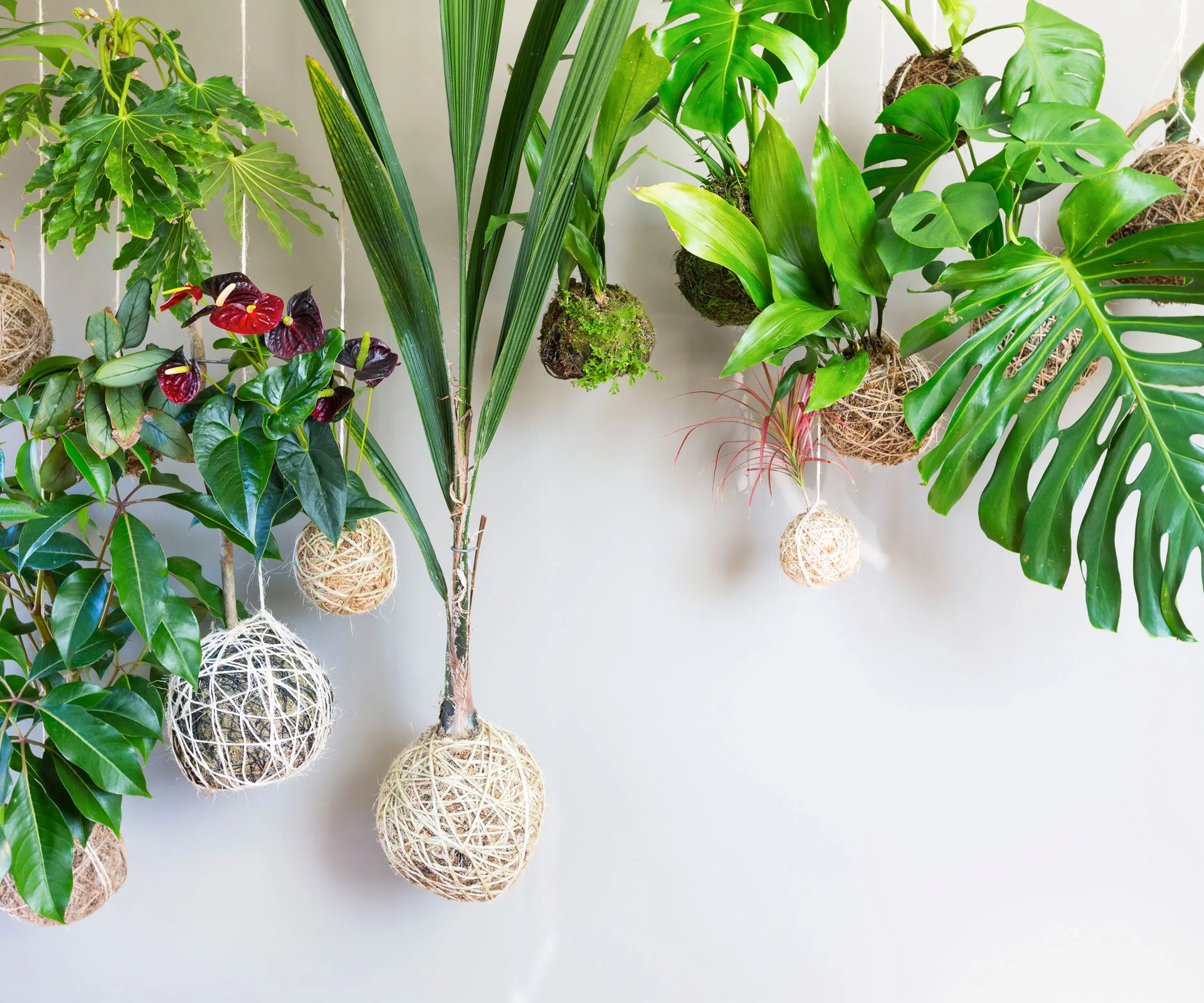 How to make Japanese inspired hanging Kokedama