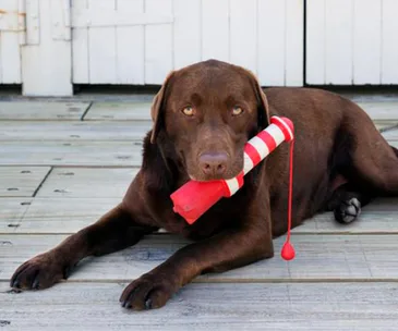 26 Mother’s Day gift ideas for animal loving mums