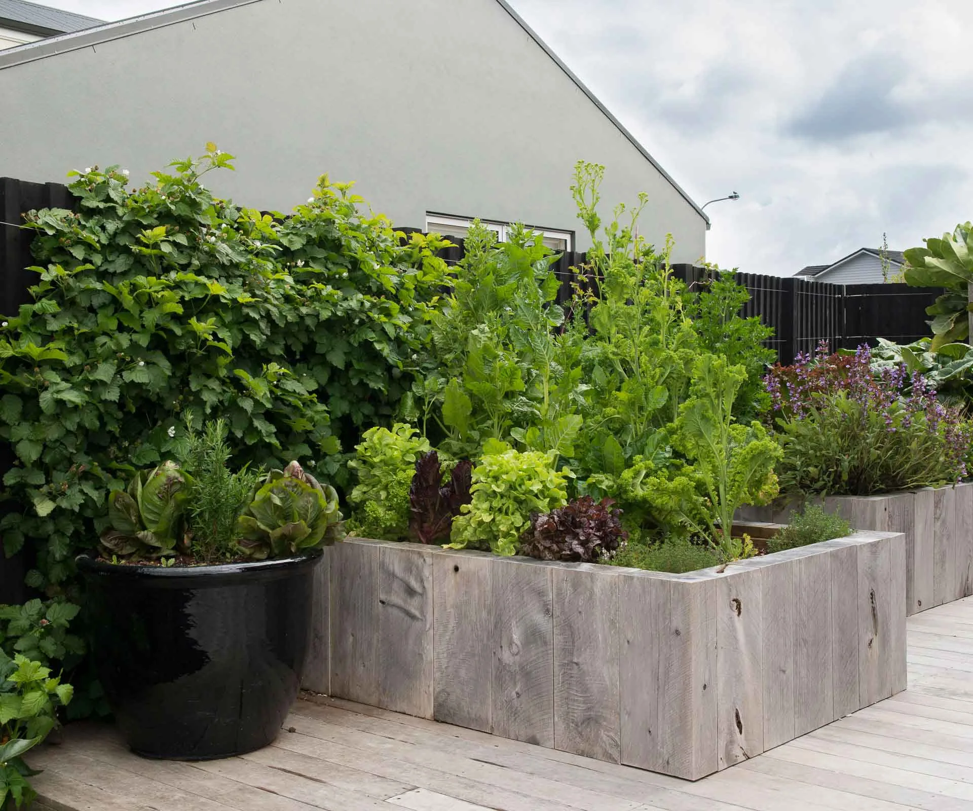 These are the best vegetables to plant in your garden in June