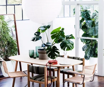How to care for monstera plants so they thrive in your home