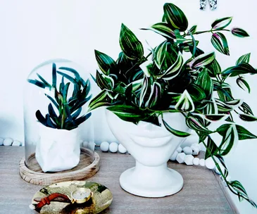Here’s why you need to clean your indoor plants regularly